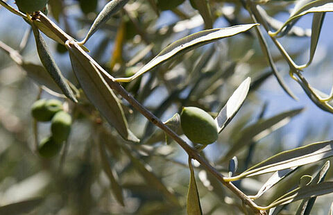 Photo d'une branche avec des olives vertes